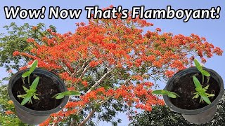 Grow Flamboyant Tree from Seeds  Royal Poinciana [upl. by Bower]