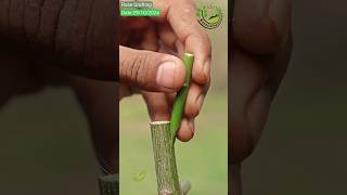 Multicolor rose flower Grafting Techniques grafting [upl. by Anhaj]