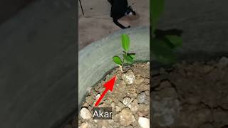 New Lime Tree From Roots lime limetree rooting roots kaffirlime plants timelapse [upl. by Moffit130]