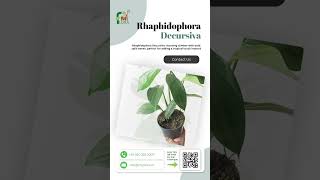 Rhaphidophora Decursiva A Stunning Addition to Your Plant Collection 🌿  MyFlora Feature [upl. by Caines]