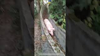 Creative Way To Load Pigs Via A Concrete Channel [upl. by Sil]