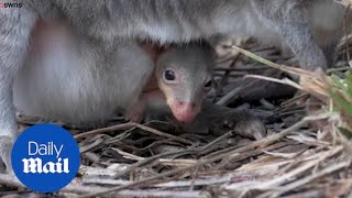 Adorable moment a miniature kangaroo peeks out from mums pouch [upl. by Noimad449]