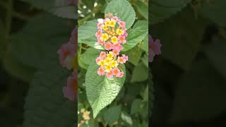 Lantana camara lantanacamara nature shortvideo reels flowers shorts garden [upl. by Llednov]