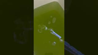 green algae in fish tank shorts [upl. by Assenad238]