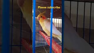 Cocktail sing a song cockatiel birds shorts short subscribe MYBIRD youtubeshorts youtube [upl. by Tnaryb770]