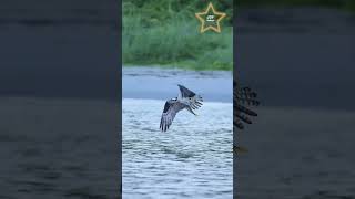 Osprey Flyby with Massive Fish birdsofprey birds wildlife ospreys naturelovers nature [upl. by Eibot]