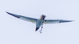 Birding in Speyside Scotland May 2022 [upl. by Sanburn]