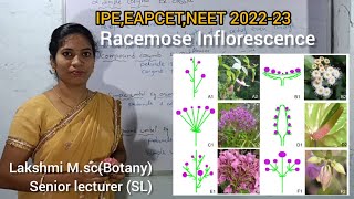 Racemose inflorescence EM in telugu explanationBipc 1st year 11class IPEEAPCETNEET 202223 [upl. by Thoer482]