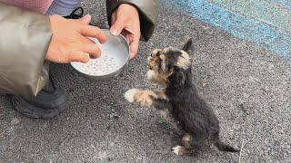 quotIm so hungryquot The puppy cried and begged for food after days of being abandoned and starving [upl. by Armstrong]