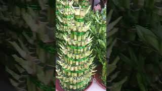 The Dracaena Sanderiana yt ytshort ytshortvideo ytplant ytgreen [upl. by Laureen765]