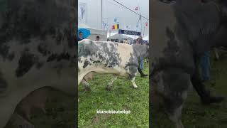 Série de vaches  Foire Agricole de Libramont blancbleubelge [upl. by Plante]