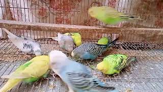 Pretty Pets  birds parrot birdslover [upl. by Jarad]