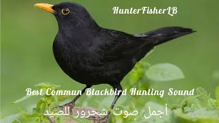 أفضل صوت شحرور للصيدالجحمومةCommon blackbird soundCanto del Merlomerlo blackbird hunting [upl. by Tocs]