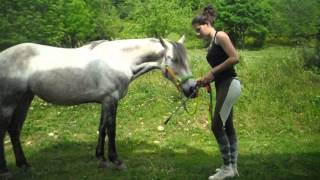 TUTO apprendre la révérence à son cheval [upl. by Eicram]