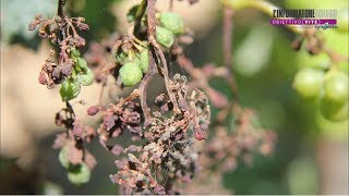 Peronospora della vite focus Sud Italia [upl. by Ttebroc]