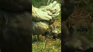 Free Range Mother Hen With Her Chicks 🐤 chickens cute pets shorts [upl. by Etnomal]