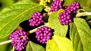 Beautyberry plants buhayayganyan [upl. by Slohcin748]