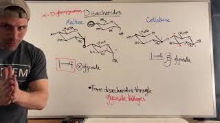 Forming Disaccharides via Glycosidic Linkages [upl. by Lauer]