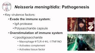 1 Microbiology of Neisseria [upl. by Aihsema]