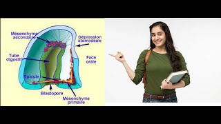 TP Embryologie  DEVELOPPEMENT EMBRYONNAIRE DE L’OURSIN [upl. by Yrtsed]