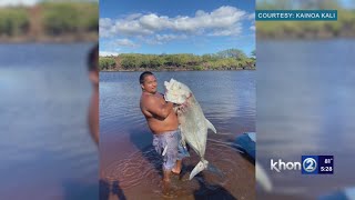 In shock shaking nervous Kekaha fisherman hauls 81 lb ulua from Waimea river bank [upl. by Nekcarb]