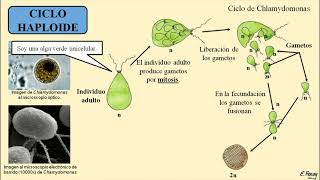 Ciclo Biológico Diploide haploide y diplohaploide [upl. by Enimrac]