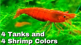 4 New Shrimp Breeding Colonies [upl. by Nicholle187]