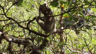 Pygmy sloth after being released back into the wild [upl. by Netty209]