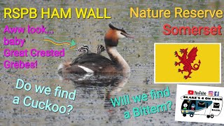 RSPB Ham Wall Nature Reserve amp Walton Hill Somerset no 340 110524 [upl. by Ahsenot]