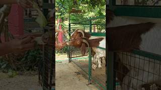 Feeding Goats Ducks Ostrich and Birds in a Farm [upl. by Esiuol14]