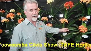 Toowoomba Clivia Show [upl. by Dre]