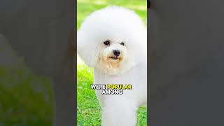 Bichon Frise quotTop 5 Fun Facts About Bichon Frise [upl. by Eslud]