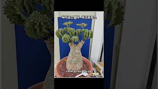 싸이포스템마 마크로푸스 Cyphostemma 괴근식물 아프리카식물 [upl. by Mastic]