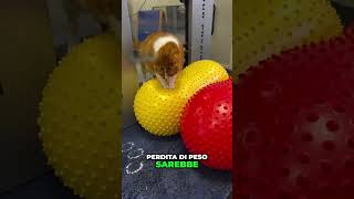 Il Viaggio di Perdita di Peso di un Gattino Obeso viral pets [upl. by Ressler971]