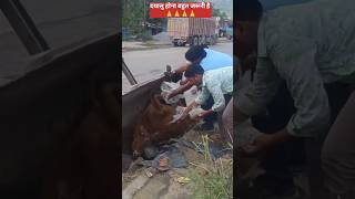 Truck ne Cow Mata ko mat Diya 😢😢🙏 cow rescue trucks animals maa motivation song love natur [upl. by Nylegna]