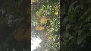 Nature Kor Koh Tree Fruit subscribe explorethebeautyofnature viralvideo nature [upl. by Adnofal]