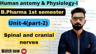 Spinal and cranial nervesHuman anatomy amp physiologyI Bpharma 1st semester [upl. by Trebmal530]