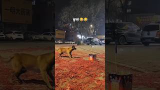 Dog 🐕 Biggest sky shot skyshot fireworks firecracker shorts [upl. by Gusba]