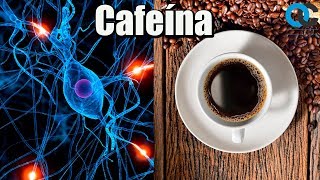 Cafeína ¿Cómo funciona [upl. by Brnaby]