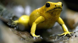 This South American Frog is Deadly to the Touch [upl. by Bristow]