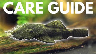 How to Care for Bristlenose Plecos Beginner Guide [upl. by Sulecram99]