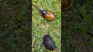 Dynastes hercules beetles 🇨🇷 Costa Rica [upl. by Katusha76]