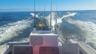 Bluefin Tuna fishing Hokitika New Zealand  with sea [upl. by Elletnuahc62]