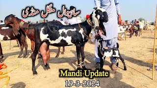 Today Latest Update Sahiwal Bakra MandiMilking Goats With Kids amp Breeders sahiwalbakramandi goats [upl. by Cormick796]