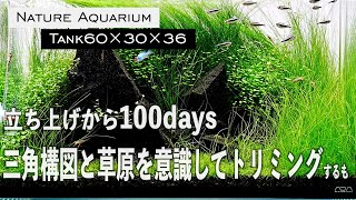 【アクアリウム】水草の勢いがやばすぎてNature aquarium感の出た水景をショートヘアグラスの草原にトリミング aquarium ネイチャーアクアリウム 水草水槽アクアリウム [upl. by Beckman]