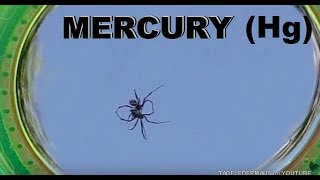 Can a Black Widow SPIDER Walk on Hg Mercury [upl. by Jandel]