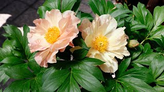 How to Grow Itoh Peonies in Southern California with Suzanne [upl. by Salzhauer]