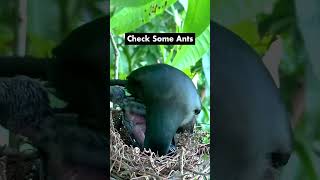 Asian Treepie Regurgitating Food to Last Chick – Mother Bird Cleans Poop in Nest Very Well [upl. by Farrica]