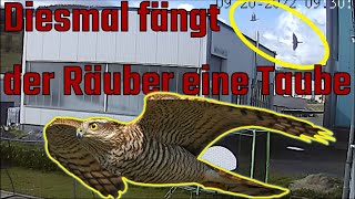 Sperber vs Taube Greifvogel erwischt eine Taube im Flug [upl. by Kcire904]