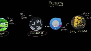 Protista  Biological Classification  Biology  Khan Academy [upl. by Bernita461]